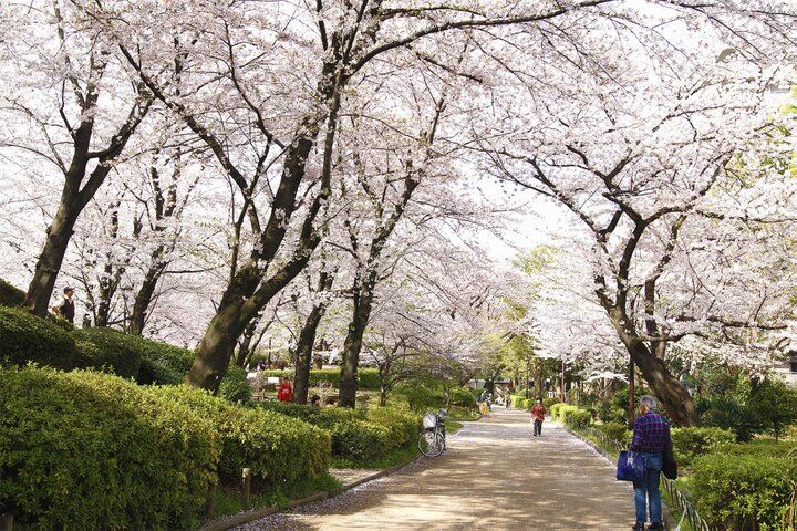江戸時代から続く桜を愛でながら♪ 隅田川沿いから両国へ、墨田エリア満喫さんぽ