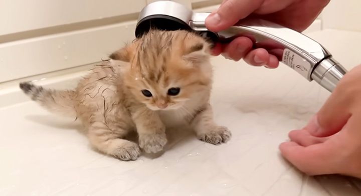 生まれて初めてお風呂に入った子猫