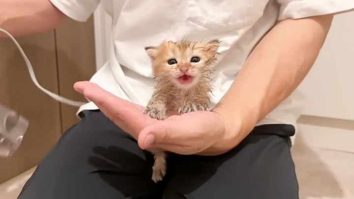 体を乾かす子猫