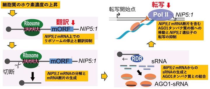 使い終わったmRNAは消えて終わりじゃない！：mRNAのその後を追跡
