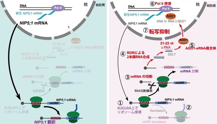 使い終わったmRNAは消えて終わりじゃない！：mRNAのその後を追跡