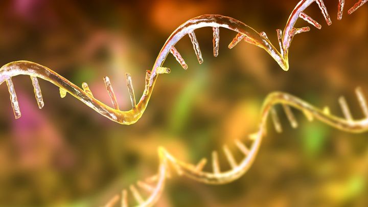 使い終わったmRNAは消えて終わりじゃない！：mRNAのその後を追跡