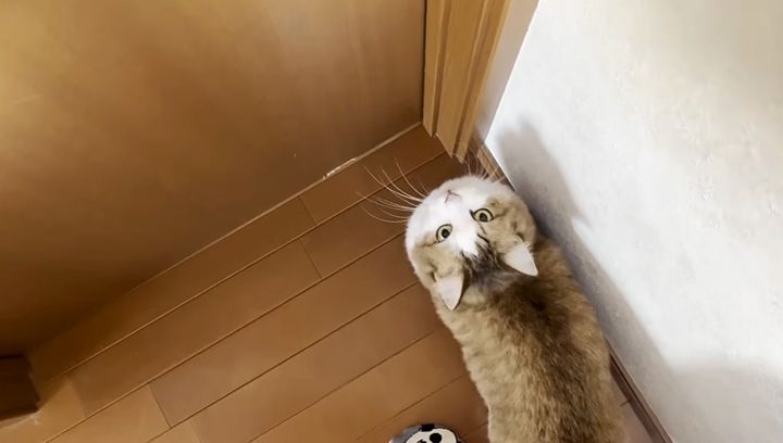 寝室に入りたい猫