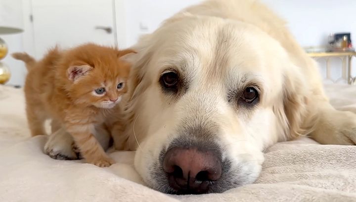 仲良しな子猫と犬