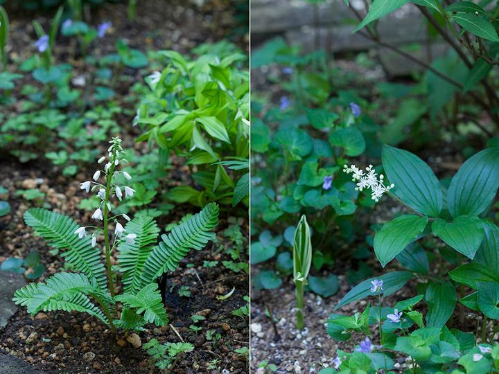 オサバグサとユキザサ