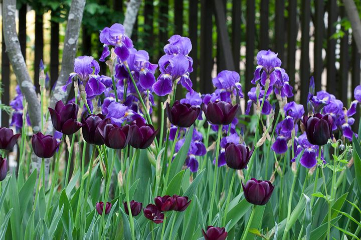 ジャーマンアイリス