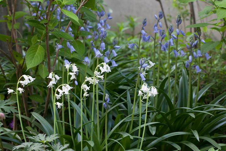 シラー・カンパニュラータ
