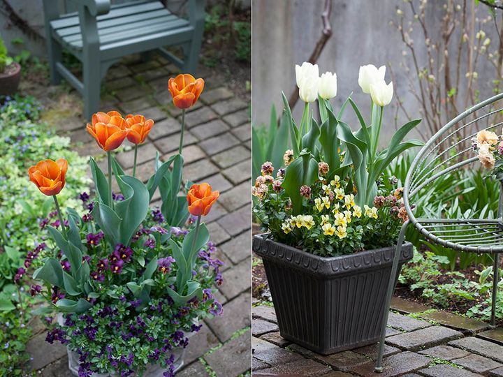 チューリップの寄せ植え