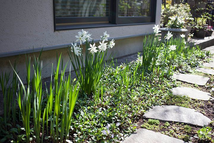 スイセン‘タリア’