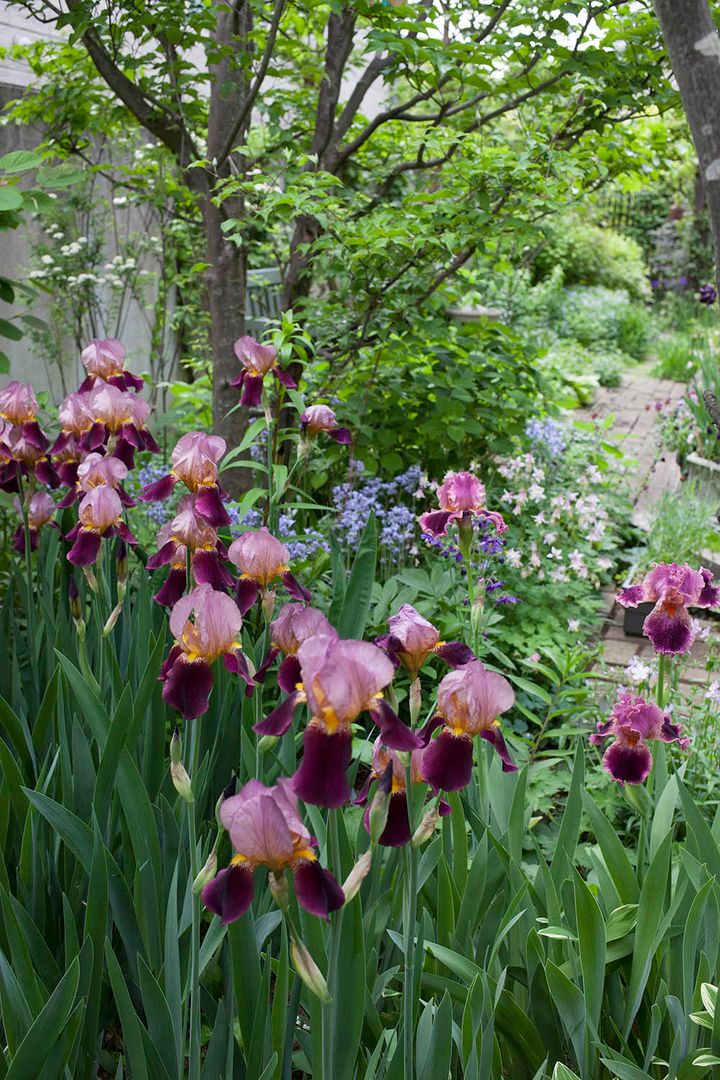 ジャーマンアイリス