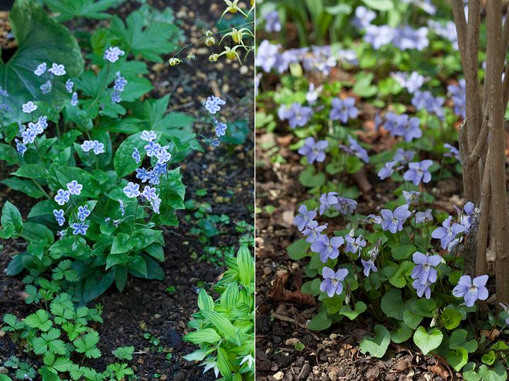 オンファロデス’スターリーアイズ’とタチツボスミレ