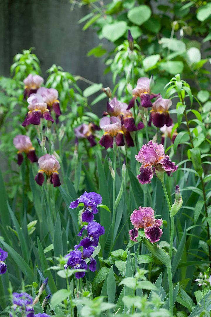 ジャーマンアイリス