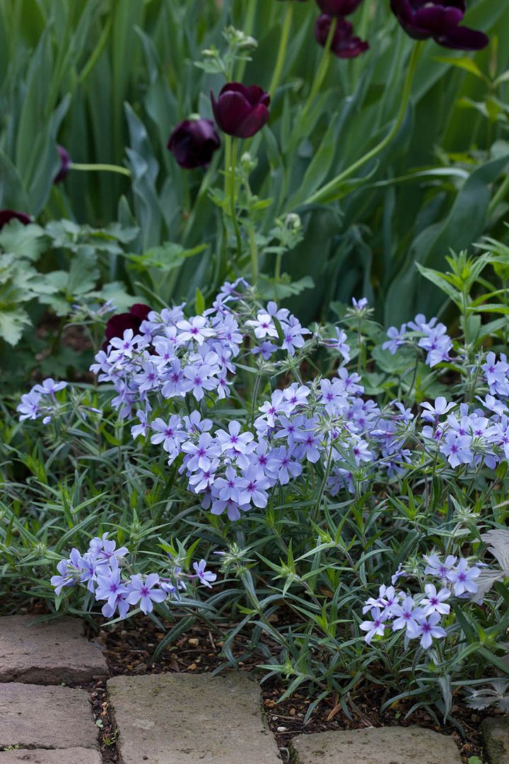 フロックス‘ムーディブルー’