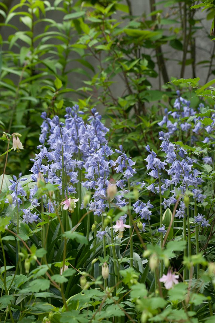 シラー・カンパニュラータ