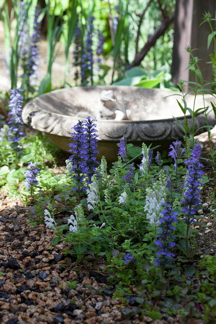 アジュガとタツナミソウ