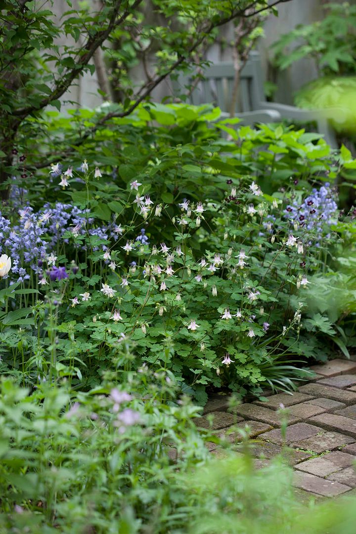 オダマキ‘ピンクランタン’とシラー