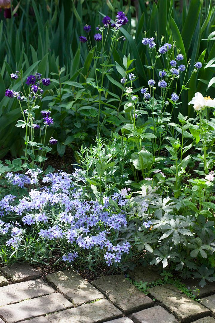 オダマキ‘カスティールブルーソワレ’