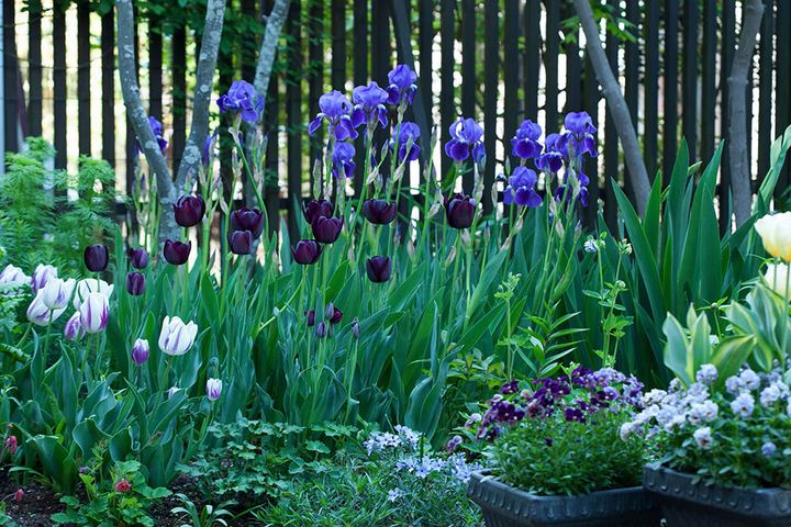 ジャーマンアイリス