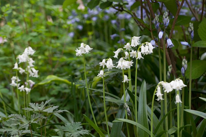 シラー・カンパニュラータ