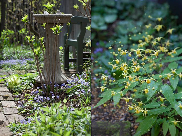 タチツボスミレとイカリソウ