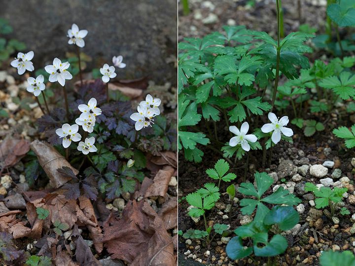 バイカオウレンとニリンソウ