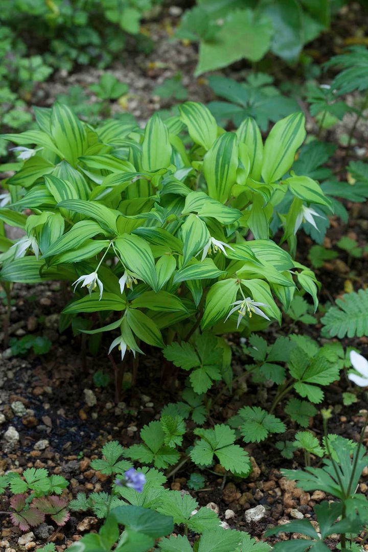 斑入りチゴユリ