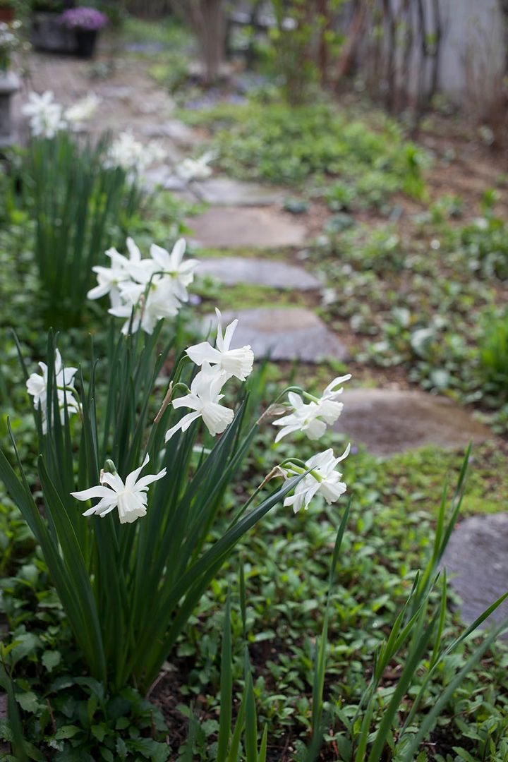 スイセン‘タリア’