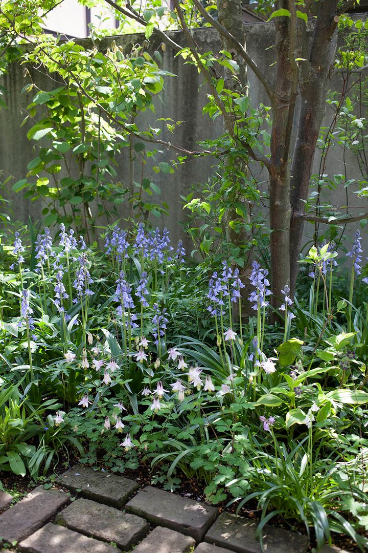 オダマキ‘ピンクランタン’とシラー
