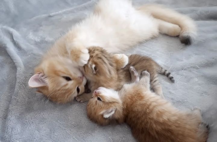 弟妹を世話する子猫