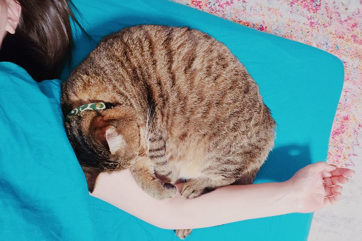 普段はずんぐり丸い猫ですが（でんじろう、オス、推定8歳）