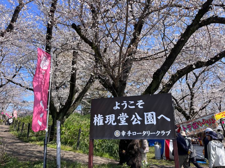 立体絵画の「権現堂公園の桜と菜の花」 立体絵画の「権現堂公園の桜と菜の花」（3Dアート） | 山川善作
