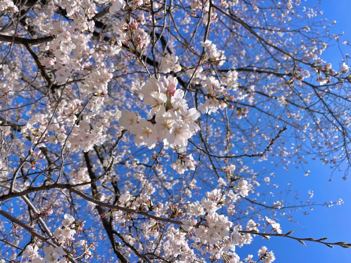 埼玉】今週末が見頃！千本桜と菜の花のコラボレーションが楽しめる