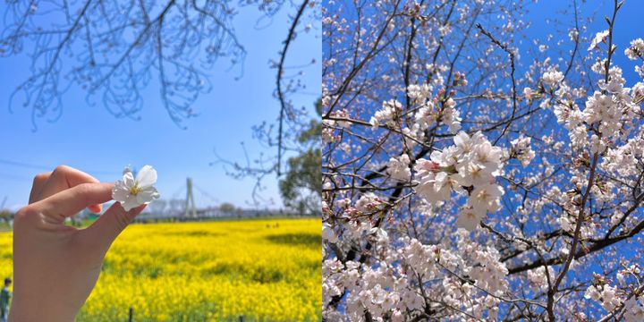 埼玉】今週末が見頃！千本桜と菜の花のコラボレーションが