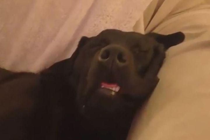 いびきをかいて気持ち良さそうなワンちゃん…カメラを近づけると――？