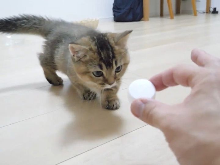 キャップに興味津々！