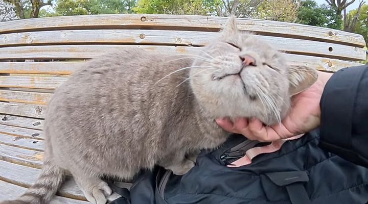 ナデナデされる猫