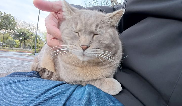 ナデナデされる猫