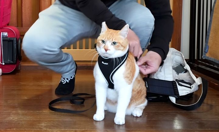 猫慣れしていないお父さん