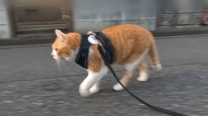 散歩する猫