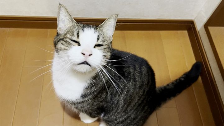 怖い夢を見た猫