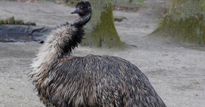 エミュー、オーストラリアを代表する鳥である