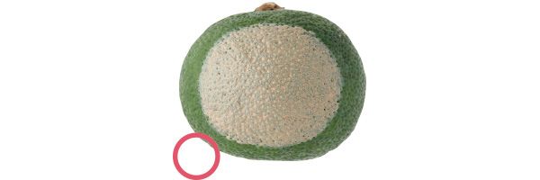 08：シュウ ウエムラ 毛穴は隠せる？→○