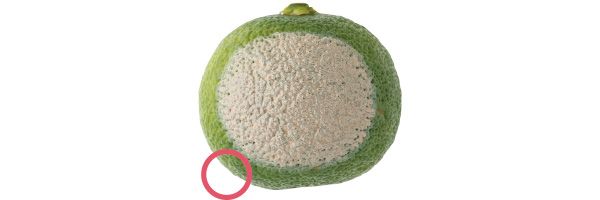 06：ゲラン 毛穴は隠せる？→○