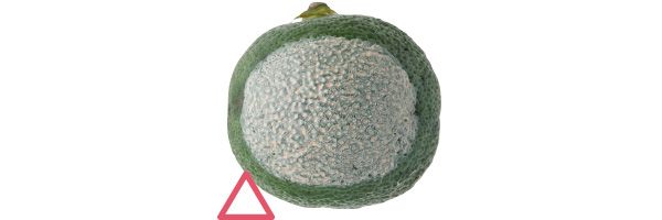 09：ディセンシア 毛穴は隠せる？→△