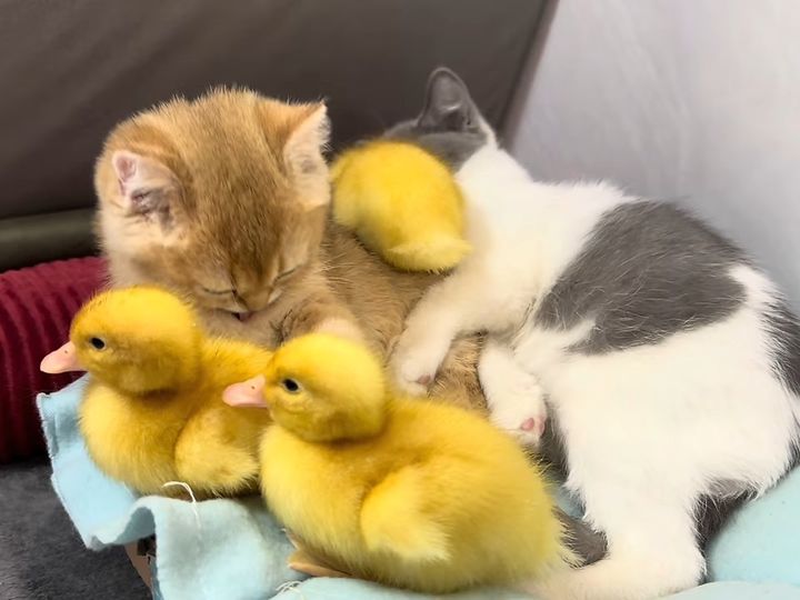 もふもふ同士の共演！