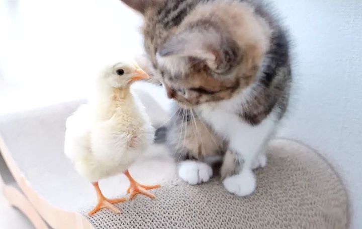 ヒヨコが気になる子猫