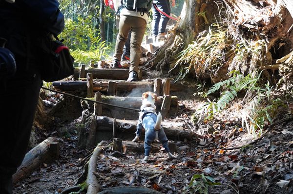 知らないと損！愛犬と一緒に遊べるアウトドア・アクティビティ4選