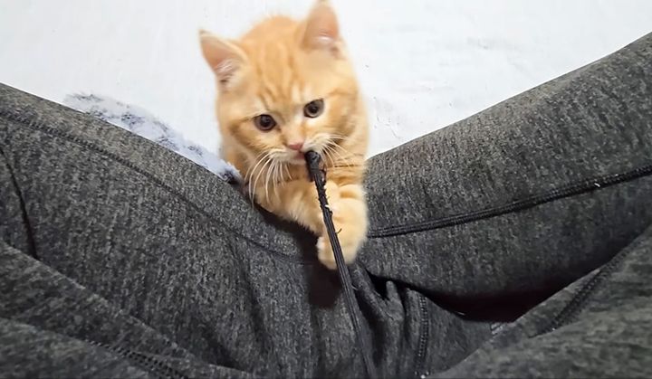 飼い主さんと遊ぶ子猫