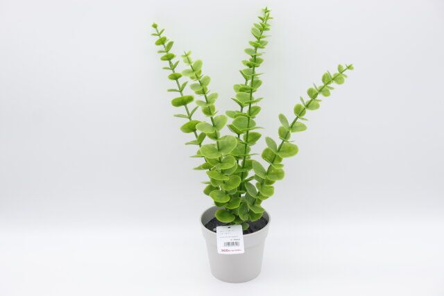 ダイソー グリーンポット（ユーカリ） 商品タグ