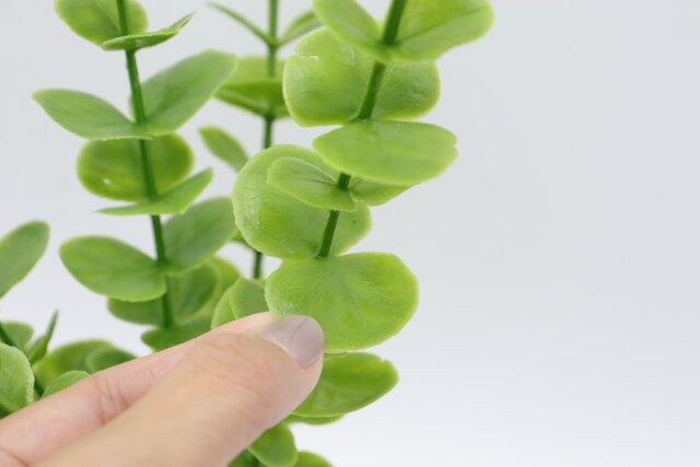 ダイソー グリーンポット（ユーカリ） 葉っぱ 質感